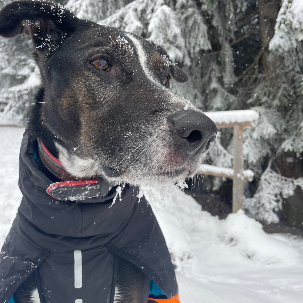 Hundetreffen-Spazieren/ Wandern 🐕-Profilbild