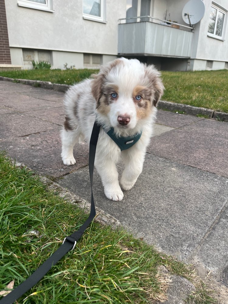 Hundetreffen-Spielrunde und gemeinsame Spaziergänge-Profilbild