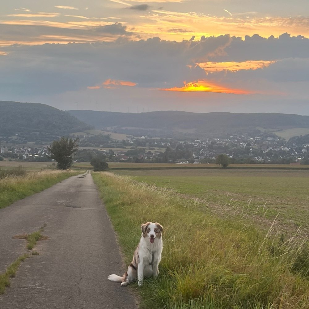 Hundetreffen-Spielrunde und gemeinsame Spaziergänge-Profilbild