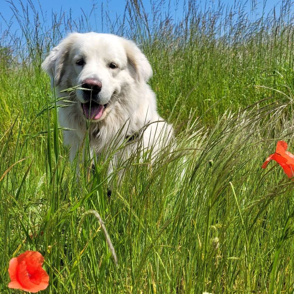 Hundetreffen-Sozial Walk für Groß und Klein-Profilbild