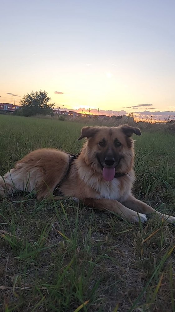 Hundetreffen-Gemeinsame Gassirunde-Profilbild