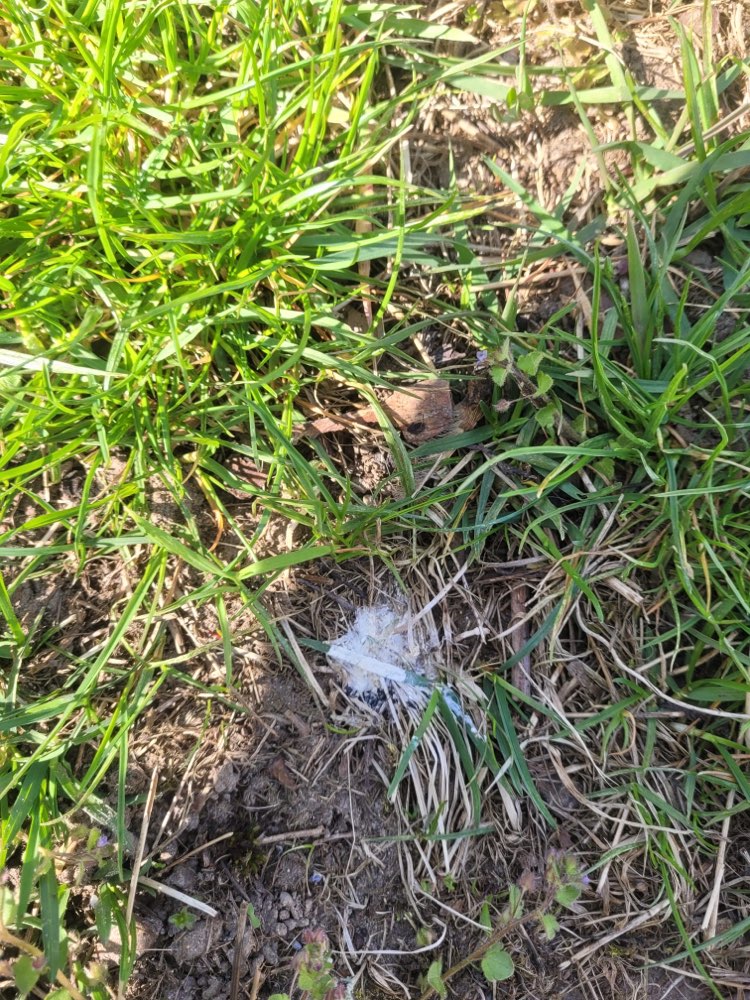 Giftköder-Weißes Pulver-Profilbild