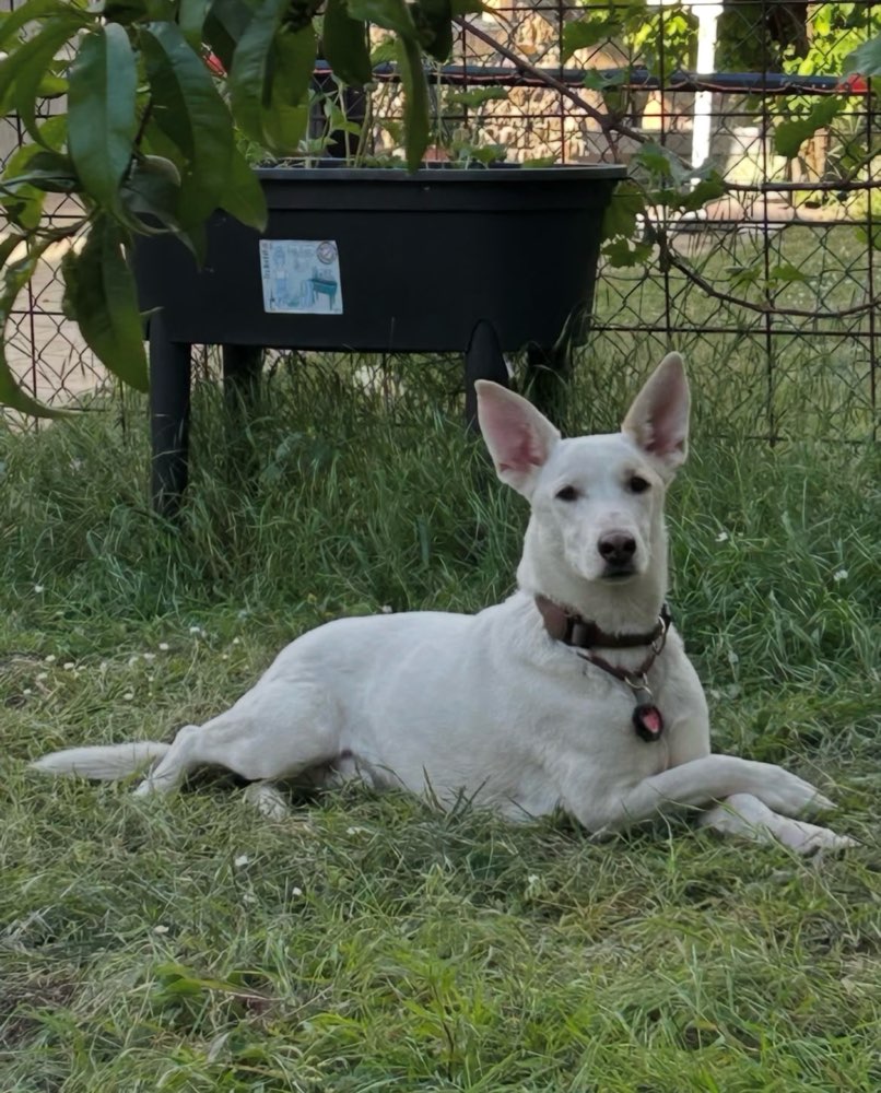 Hundetreffen-Svetcho & Frauchen suchen Freunde (:-Profilbild