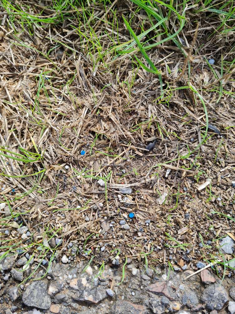 Giftköder-Achtung vermutlich Blaukorn-Profilbild