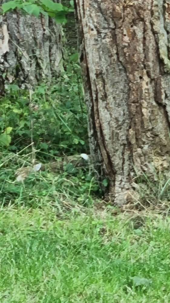 Giftköder-Totes Kaninchen-Profilbild