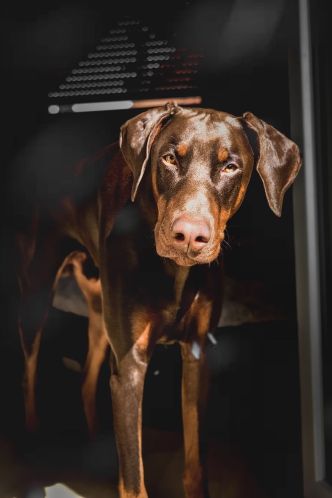 Hundetreffen-Spaziergänge, Spielfreunde und Training 🐶-Profilbild