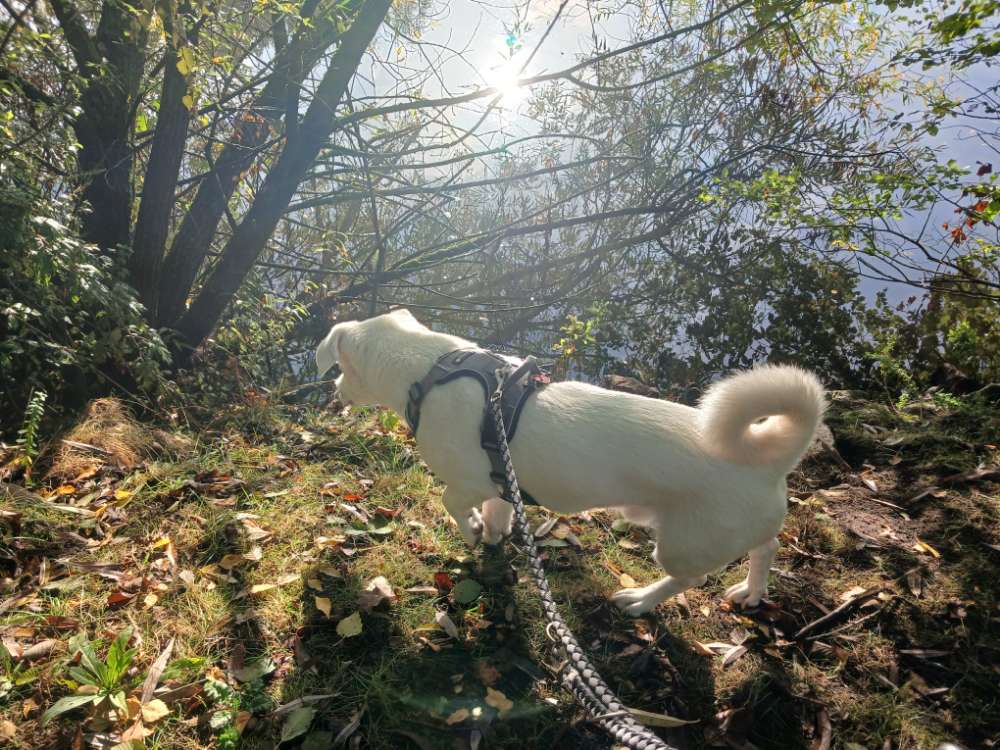 Hundetreffen-Gassirunden in Hellern-Profilbild