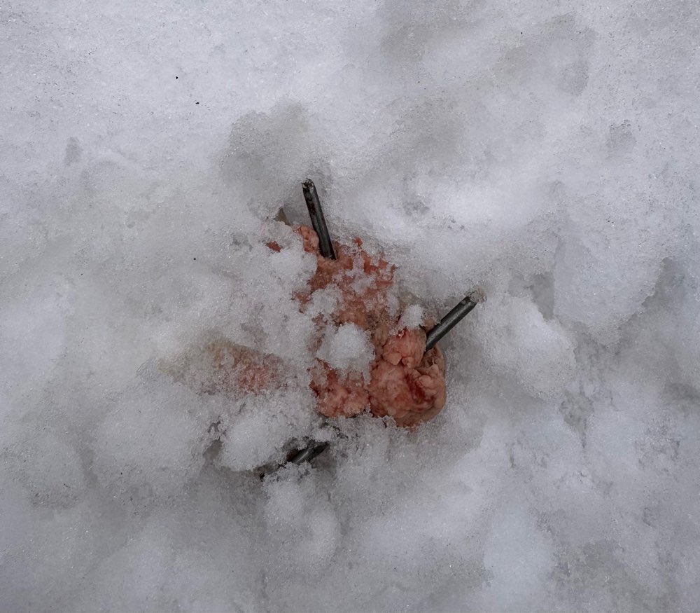 Giftköder-Fleisch mit Nägeln in staufenberg-Profilbild