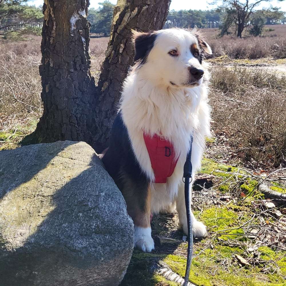 Hundetreffen-Spaziergänge-Profilbild