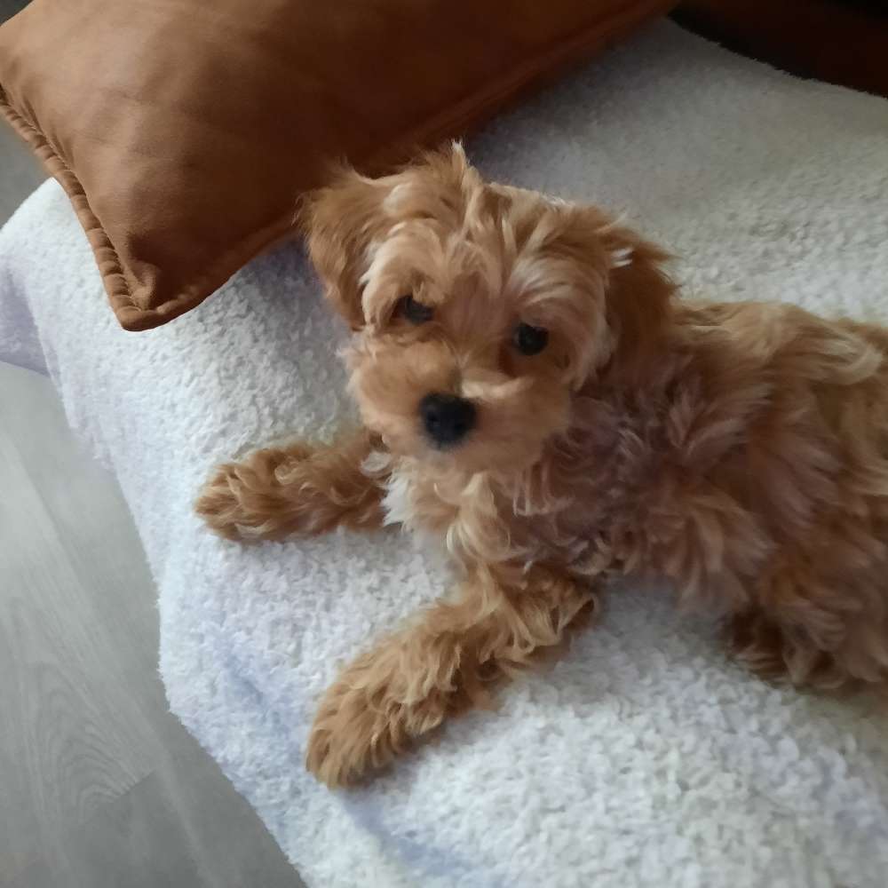 Hundetreffen-Gerne kleinere Rassen-Profilbild