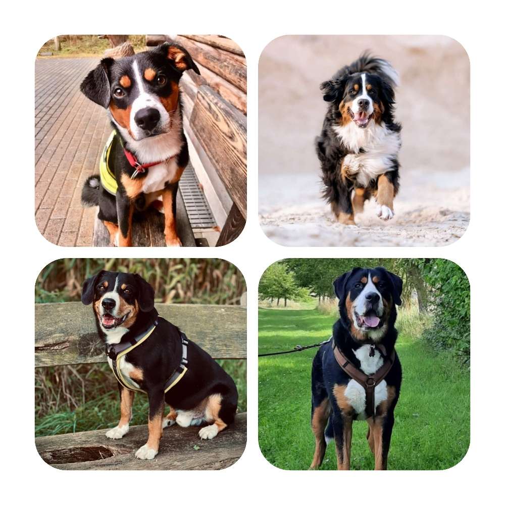 Profilbild Sennenhunde (Berner, Appenzeller, Grosser Schweizer, Entlebucher)