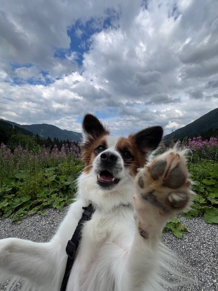 Hundetreffen-Gassipartner-Profilbild