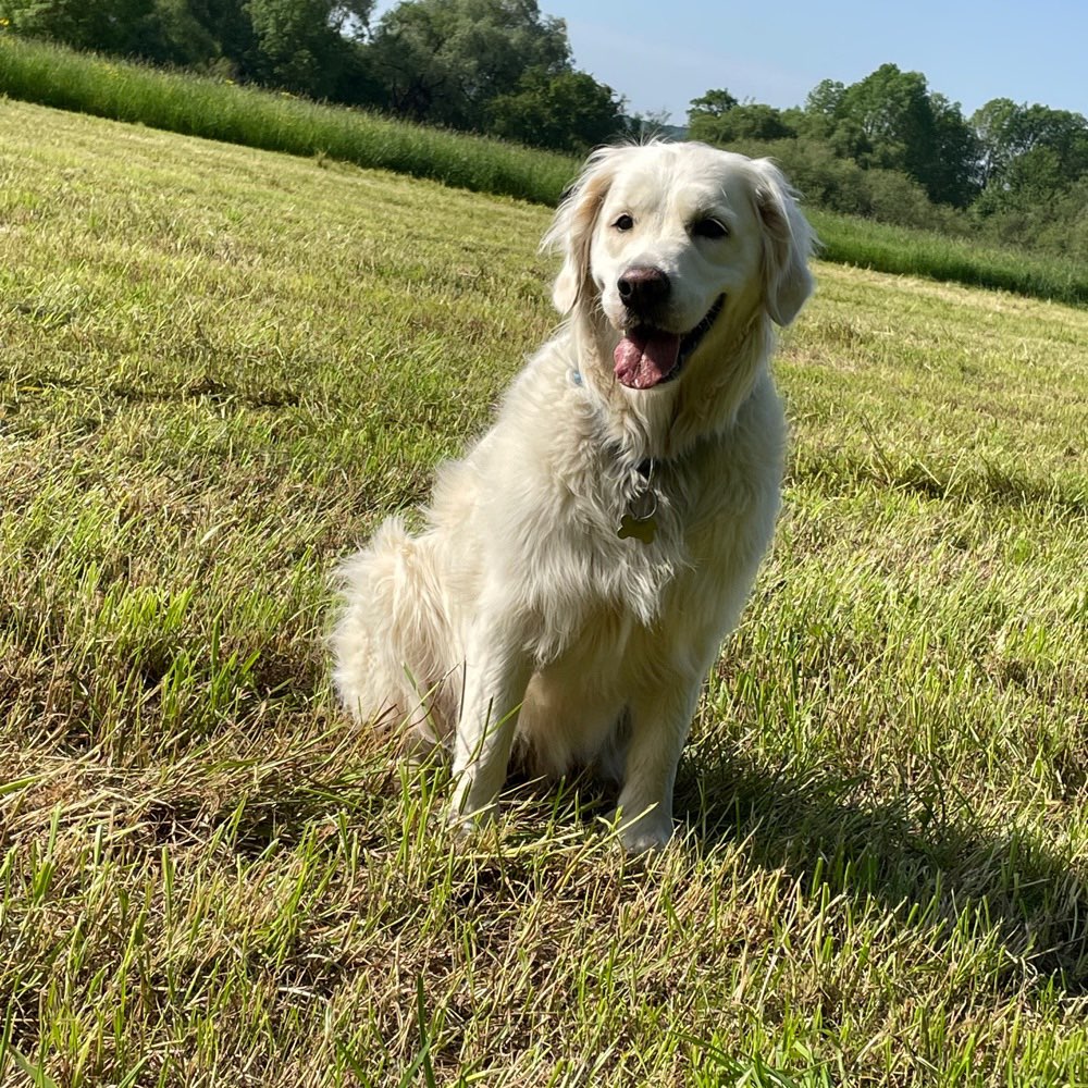 Hundetreffen-Spiel- Gassipartner gesucht-Profilbild