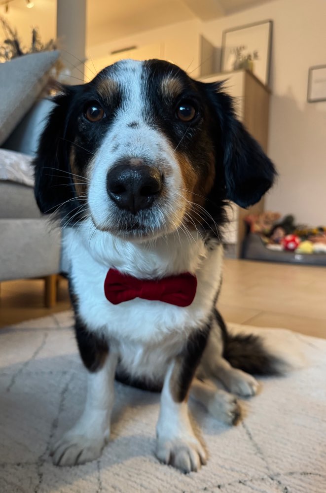 Hundetreffen-Gassikumpels gesucht :)-Profilbild