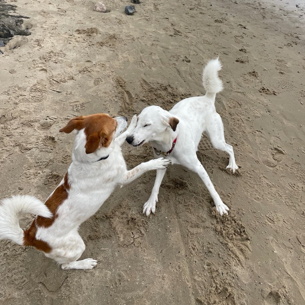Hundetreffen-Gegenseitige Hundebetreunung-Profilbild