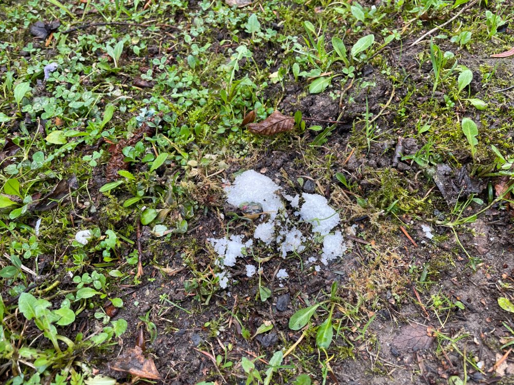 Giftköder-Weisses grobes Pulver-Profilbild