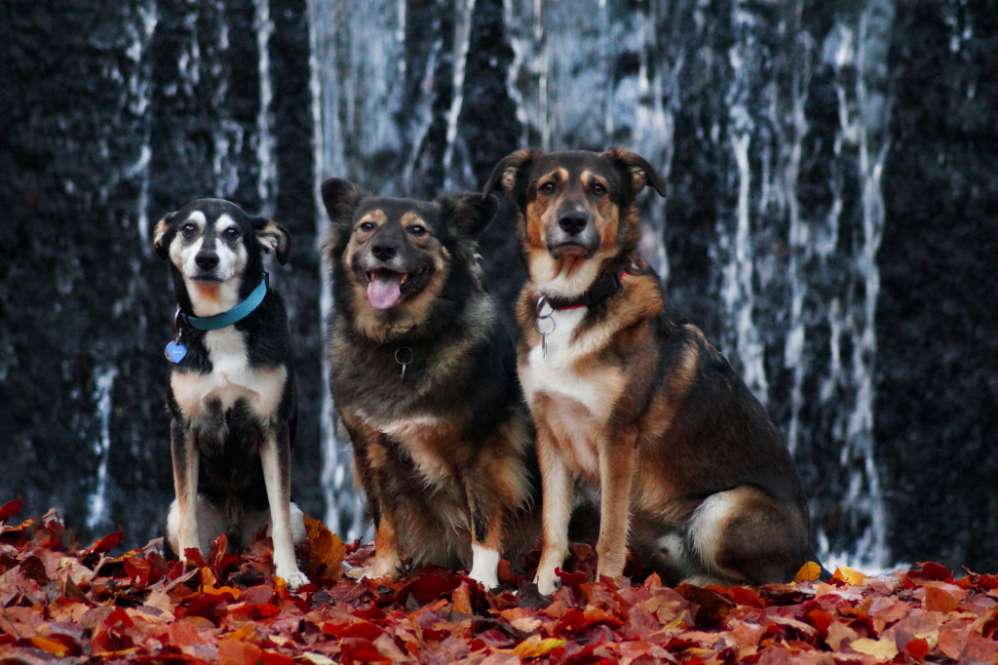 Hundetreffen-Gassirunde kurz nach Sonnenaufgang-Profilbild