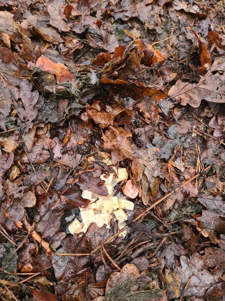 Giftköder-Giftköderverdacht-Profilbild