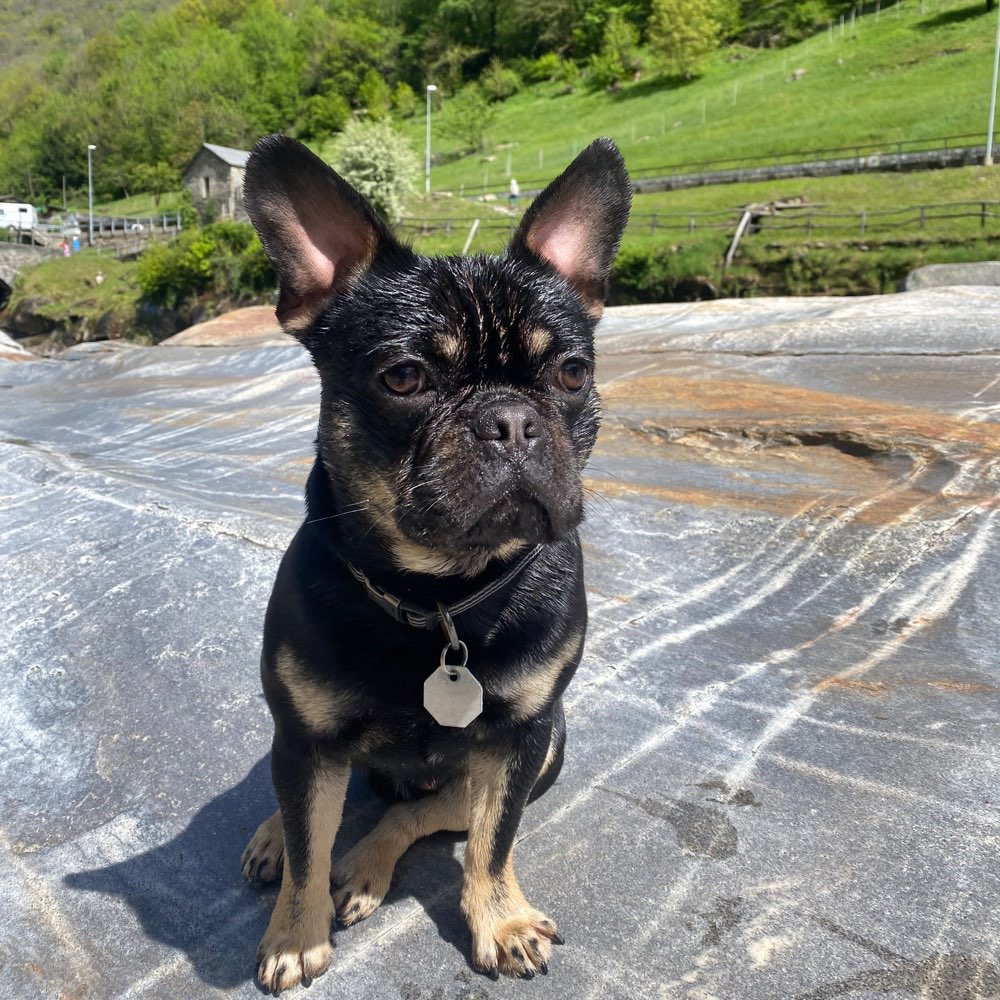 Hundetreffen-Bully/Frops/Mops Treffen in Aachen-Profilbild