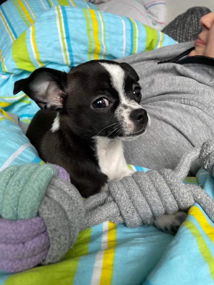 Hundetreffen-Welpen treffen zum gemeinsamen Spielen-Profilbild