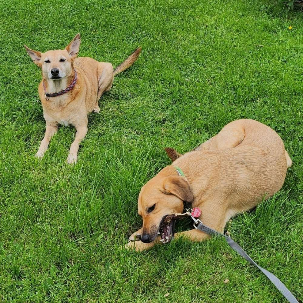 Hundetreffen-Hundespaziergang......-Profilbild