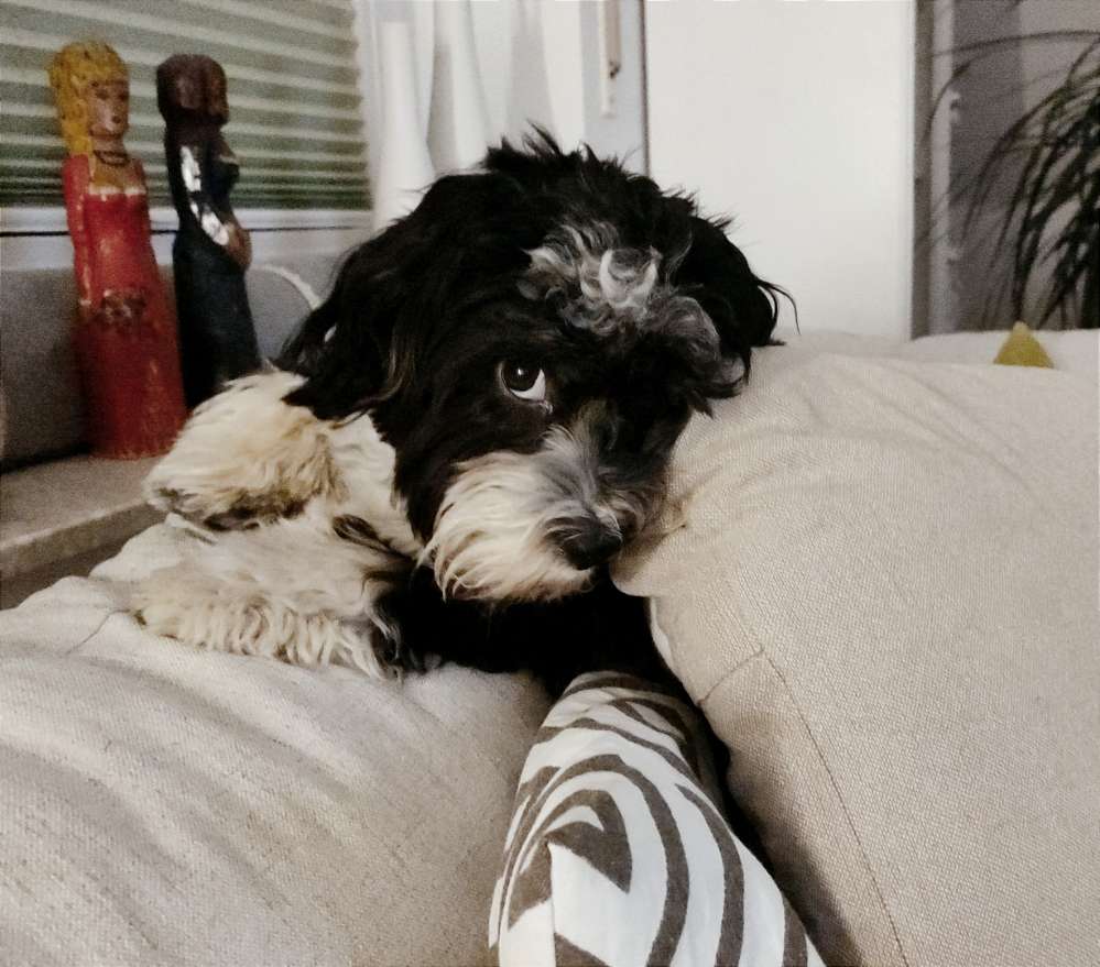 Hundetreffen-Havaneser-Profilbild