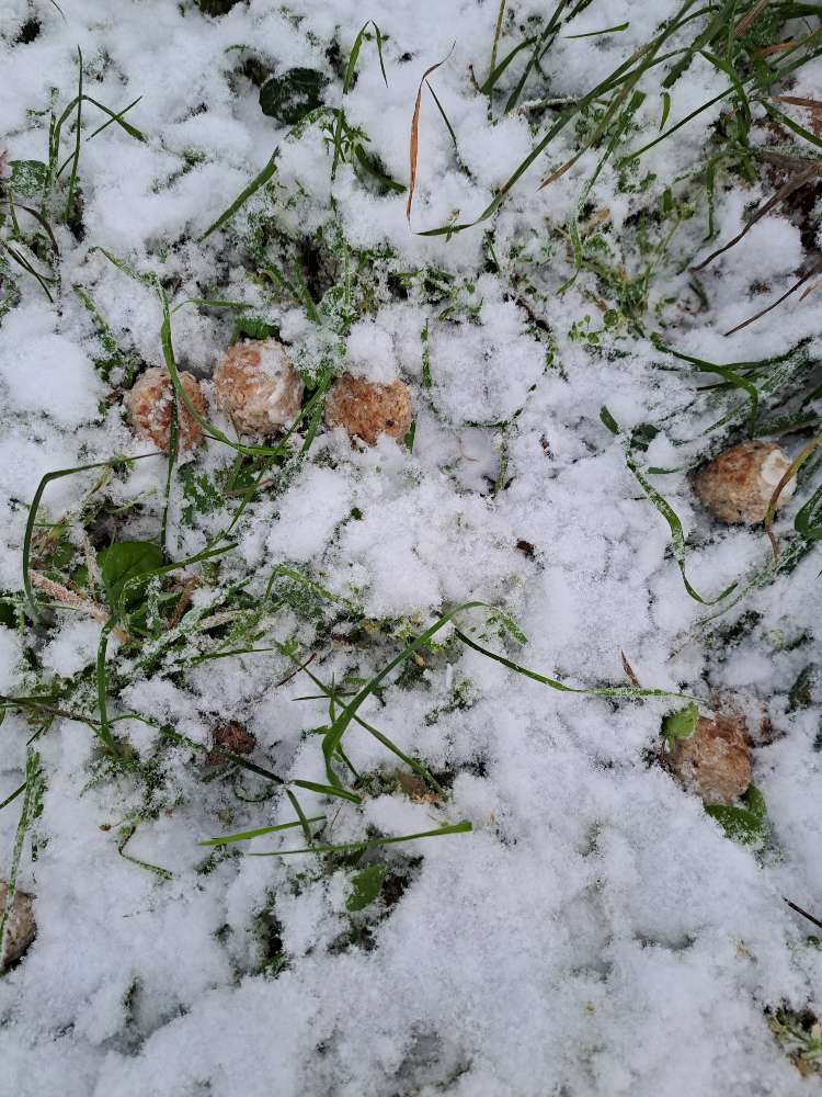 Giftköder-Evtl. Giftköder-Profilbild