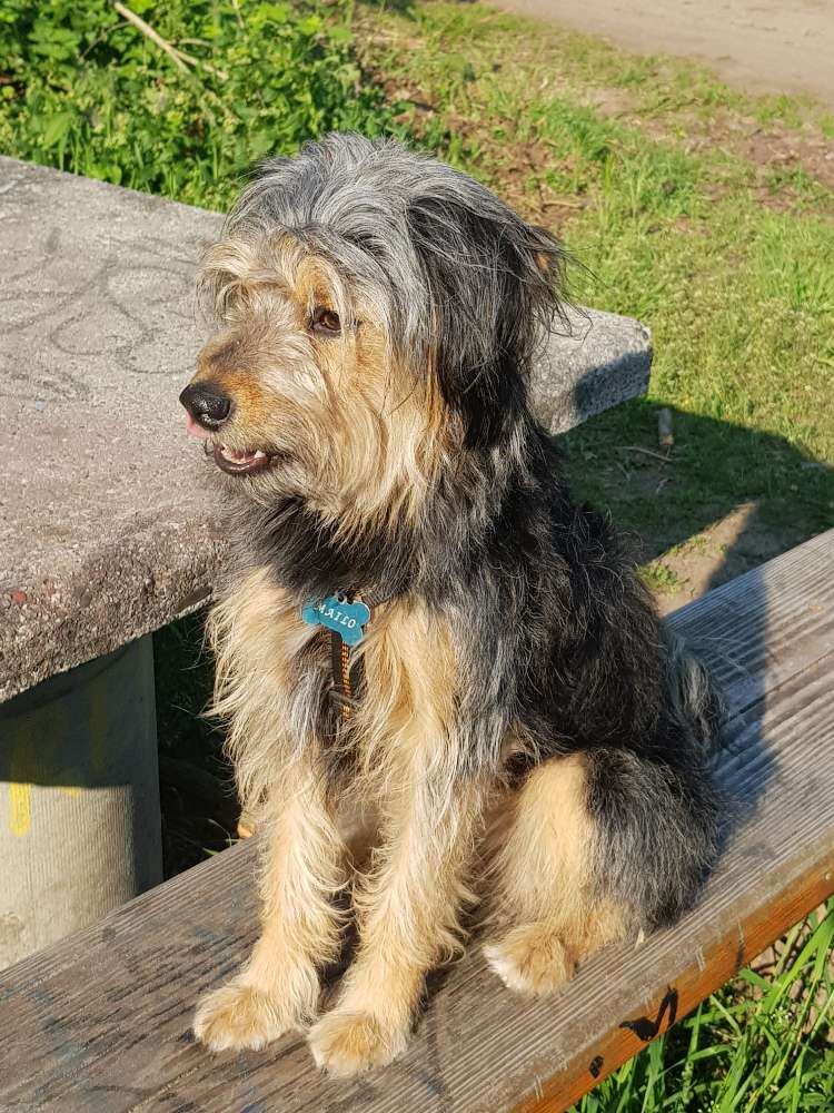 Hundetreffen-Spielkameraden gesucht!-Profilbild