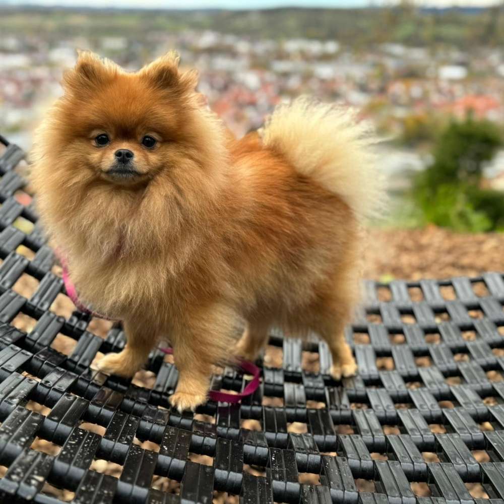 Hundetreffen-Lust auf gemeinsame Spaziergänge-Profilbild