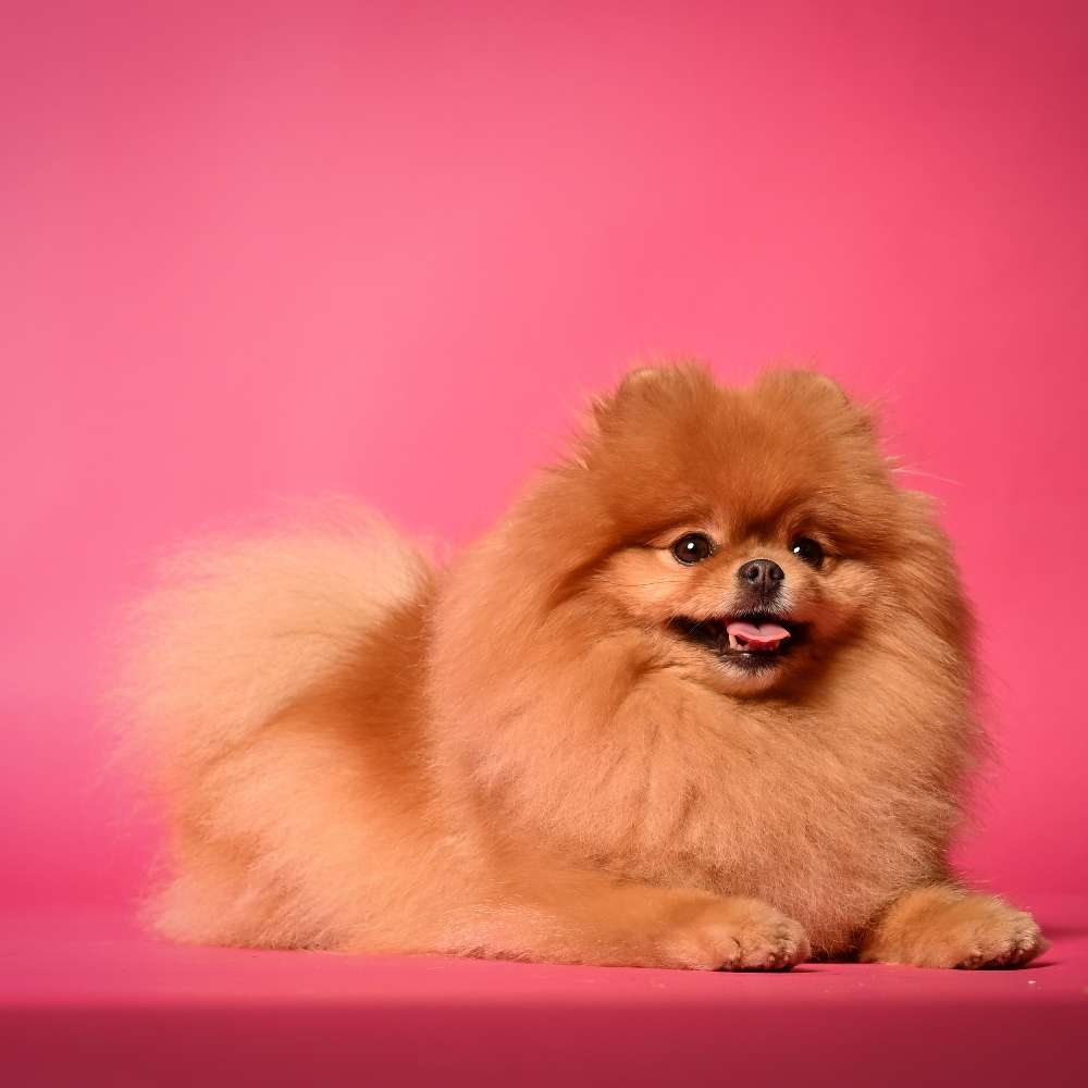 Hundetreffen-Lust auf gemeinsame Spaziergänge-Profilbild