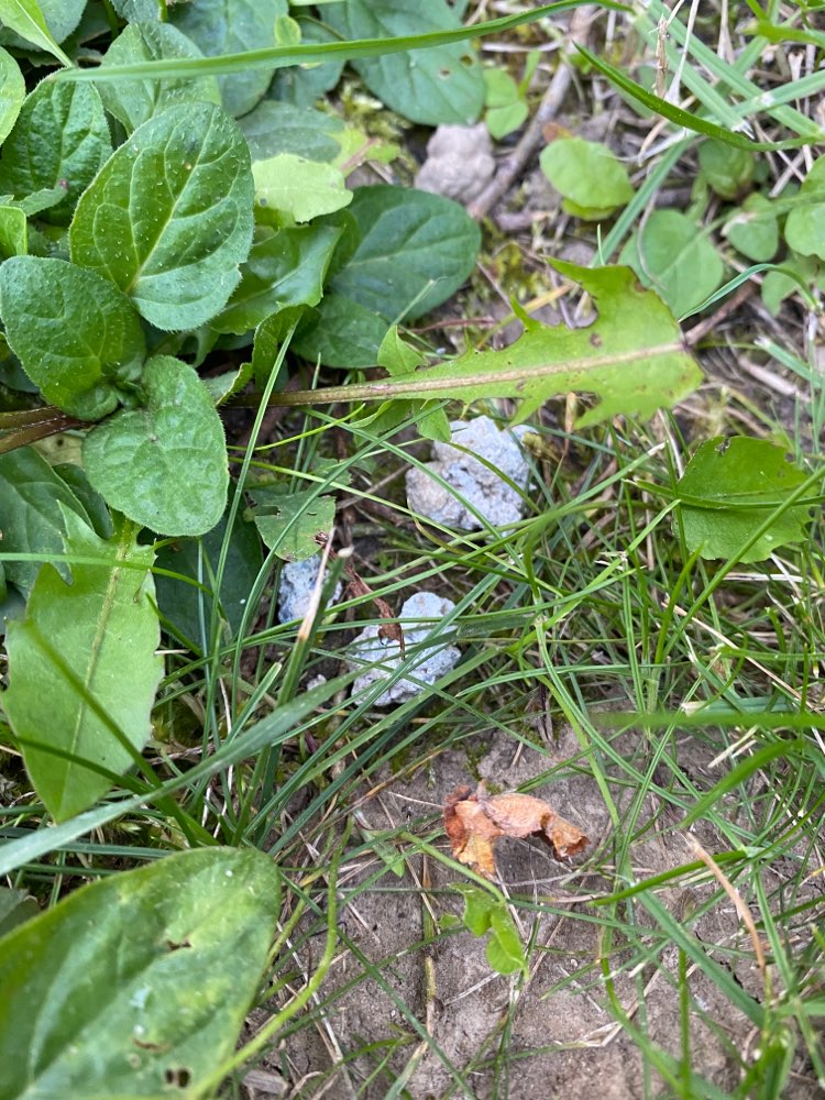 Giftköder-Giftköder in Göggingen-Profilbild