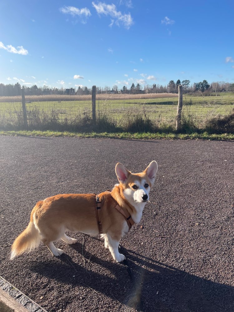 Hundetreffen-Gemeinsames Gassi/ Social Walk im Landschaftspark Rudow-Altglienecke-Profilbild