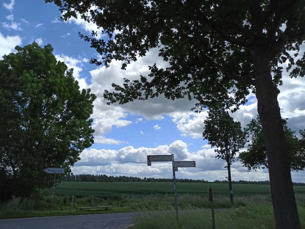 Giftköder-Eichenprozessionsspinner-Profilbild