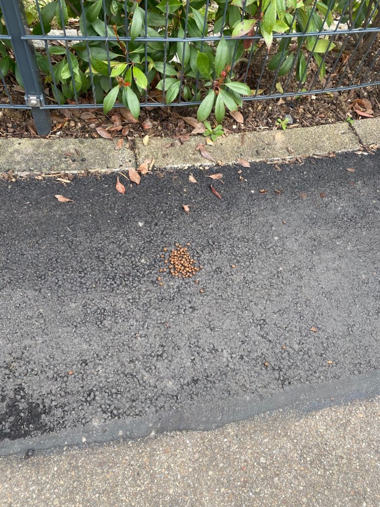 Giftköder-Giftköder-Profilbild