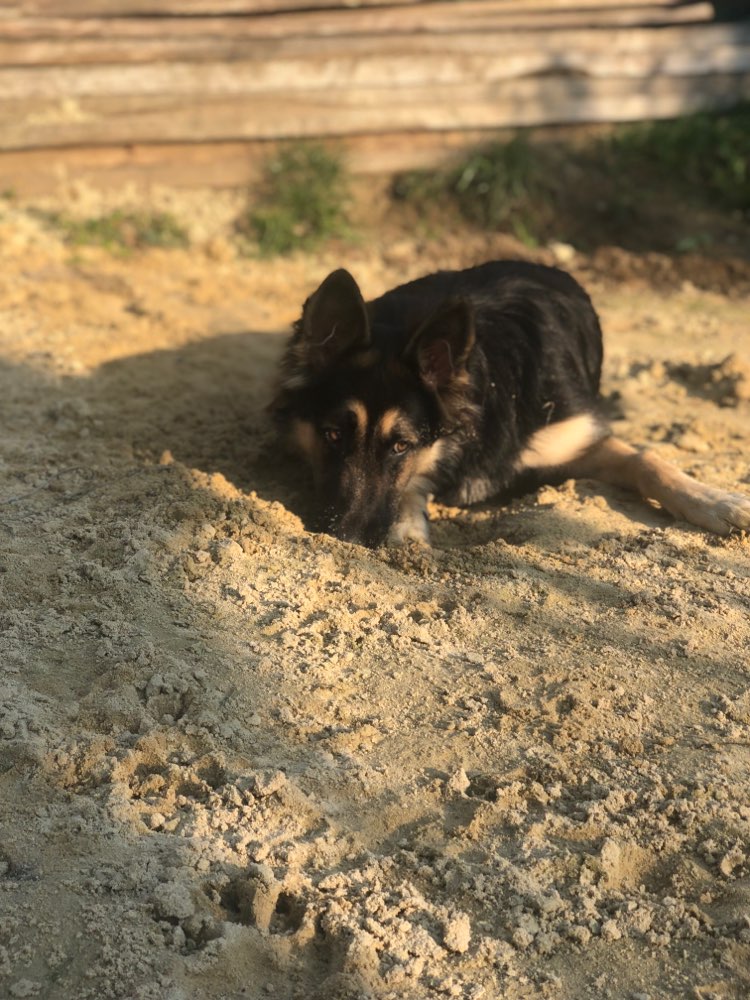 Hundetreffen-Spazieren/- Spielrunden-Profilbild