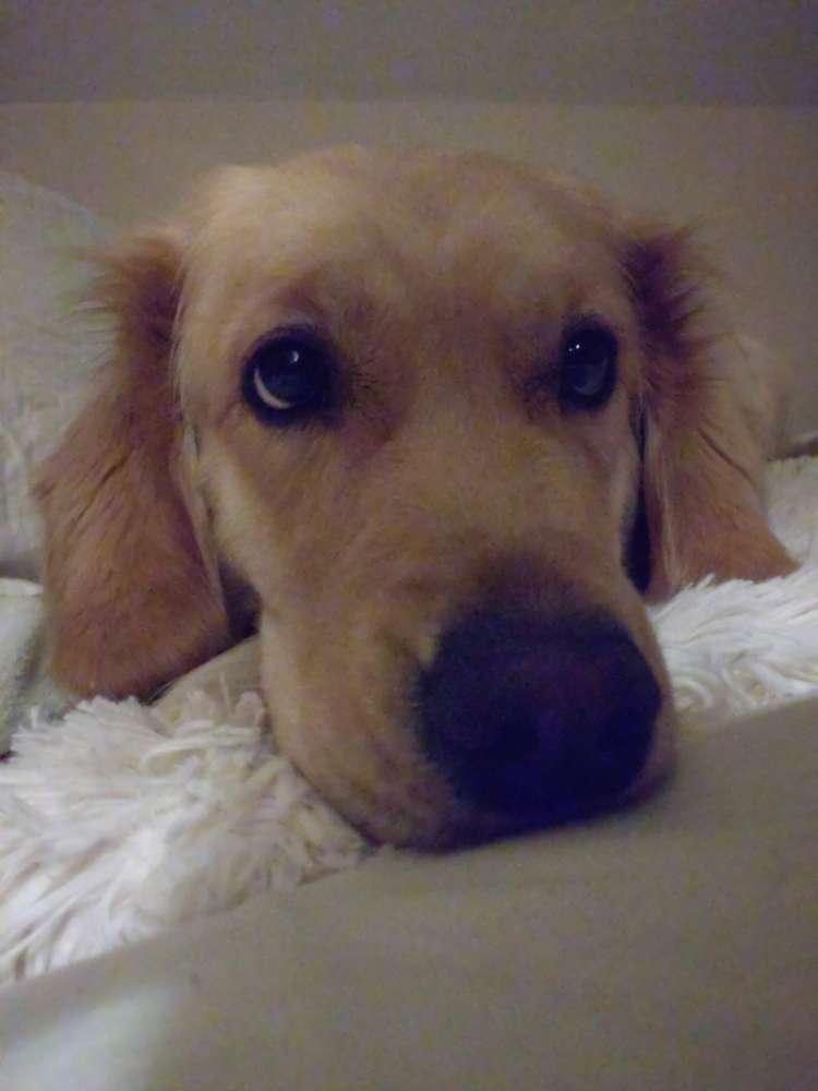 Hundetreffen-Hundetreffen in Wald/Reichenbach-Profilbild