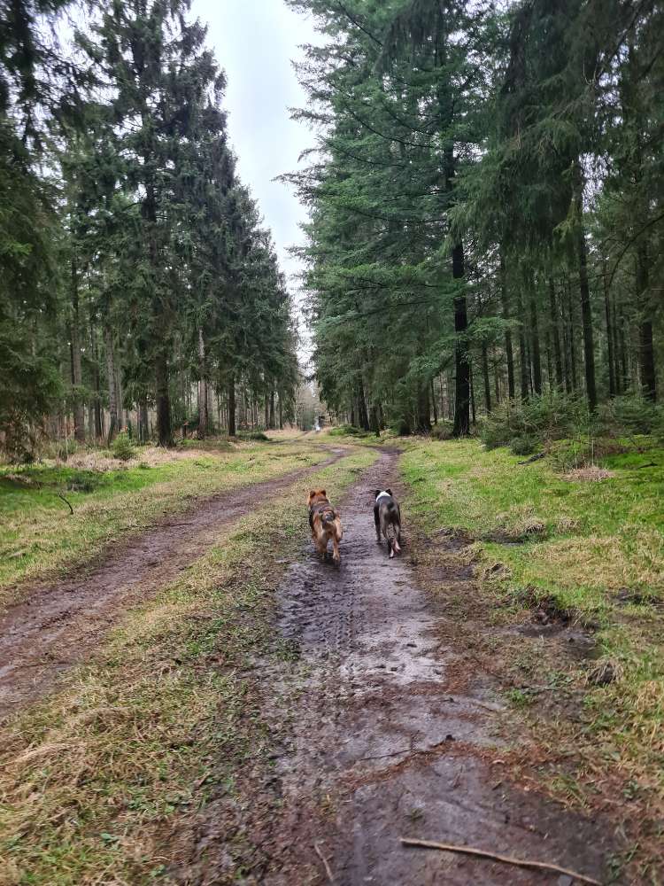 Hundetreffen-Gassirunden im Eleonorenwald-Profilbild