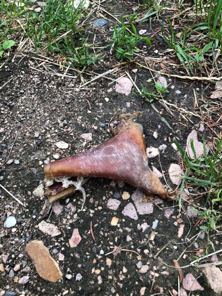 Giftköder-Kauartikel auf dem Feldweg-Profilbild