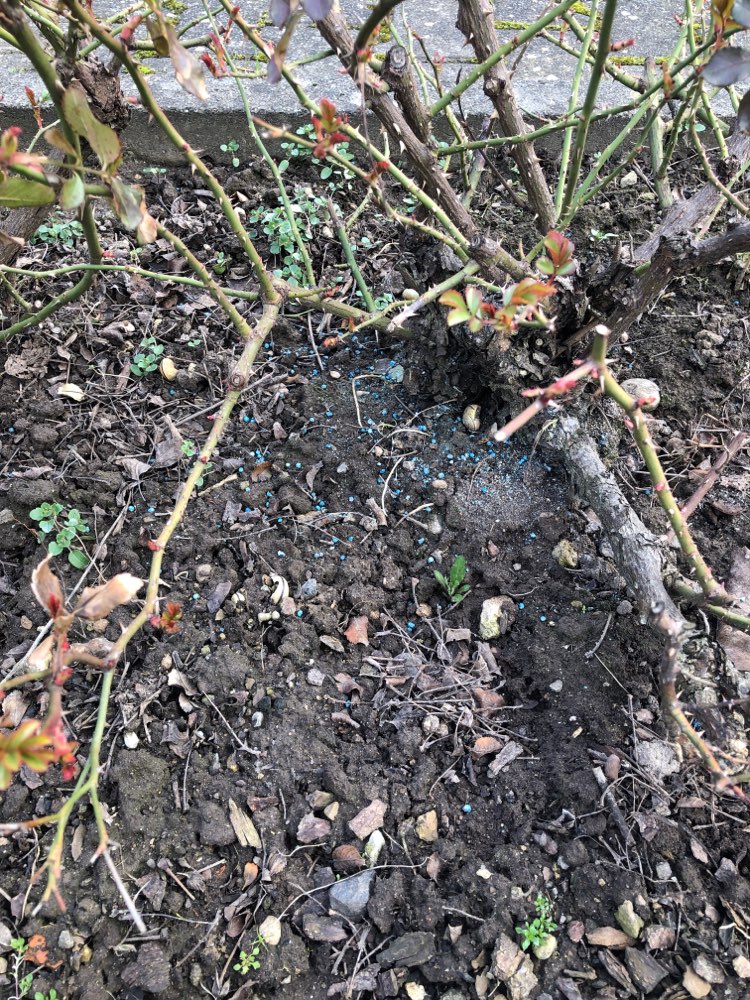 Giftköder-Rattengift-Profilbild