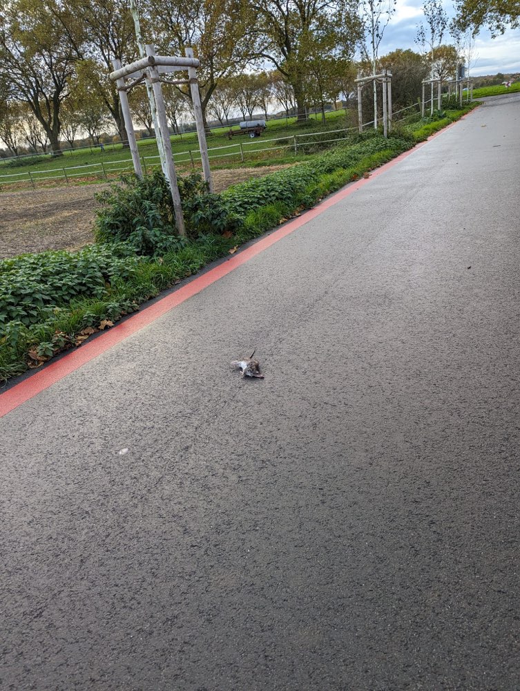 Giftköder-Evtl. Rattengift-Profilbild