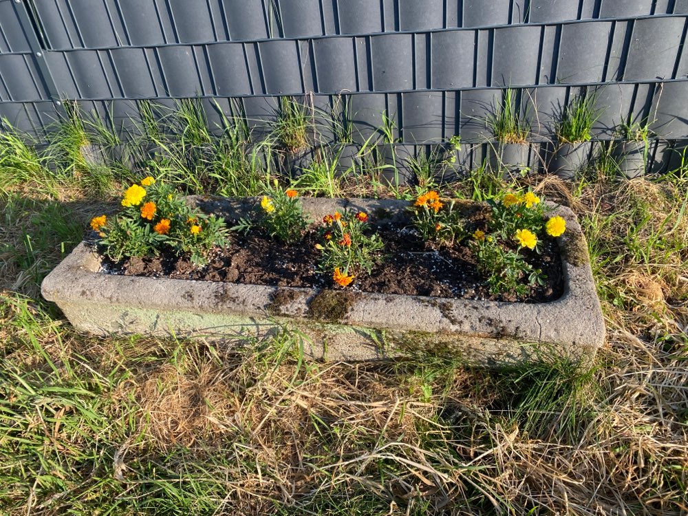 Giftköder-Möglicherweise Schneckenkorn-Profilbild