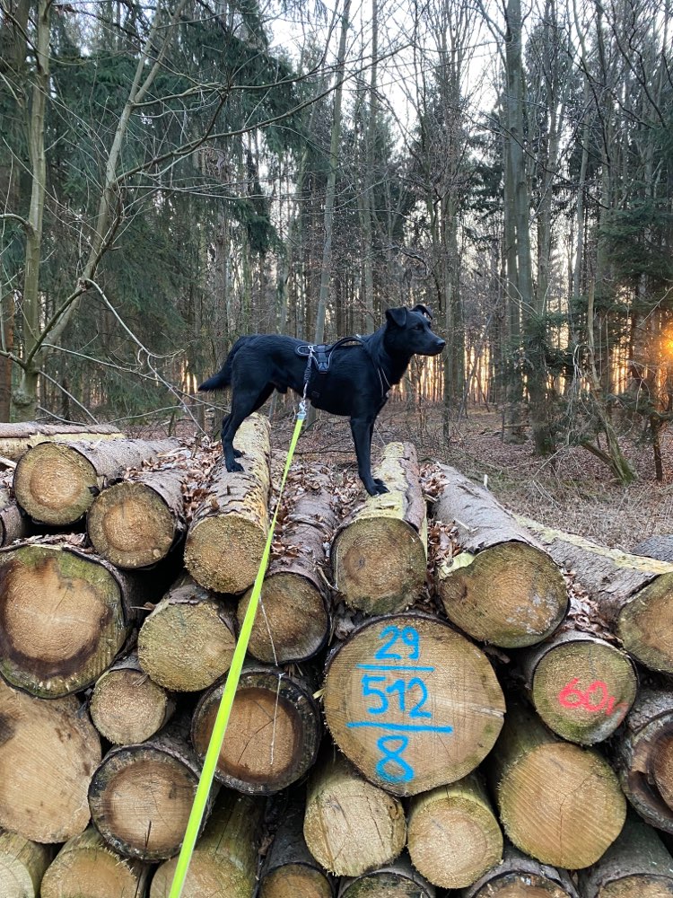 Hundetreffen-Gassi gehen zum lernen und spielen-Profilbild