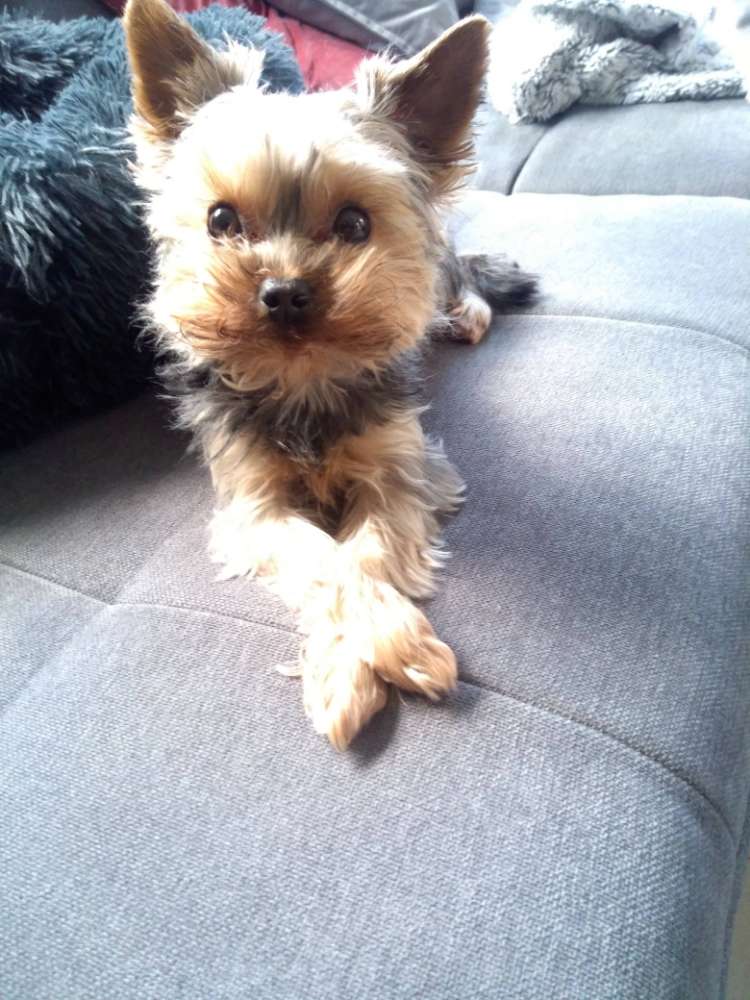 Hundetreffen-kleine Hundekumpels finden-Profilbild