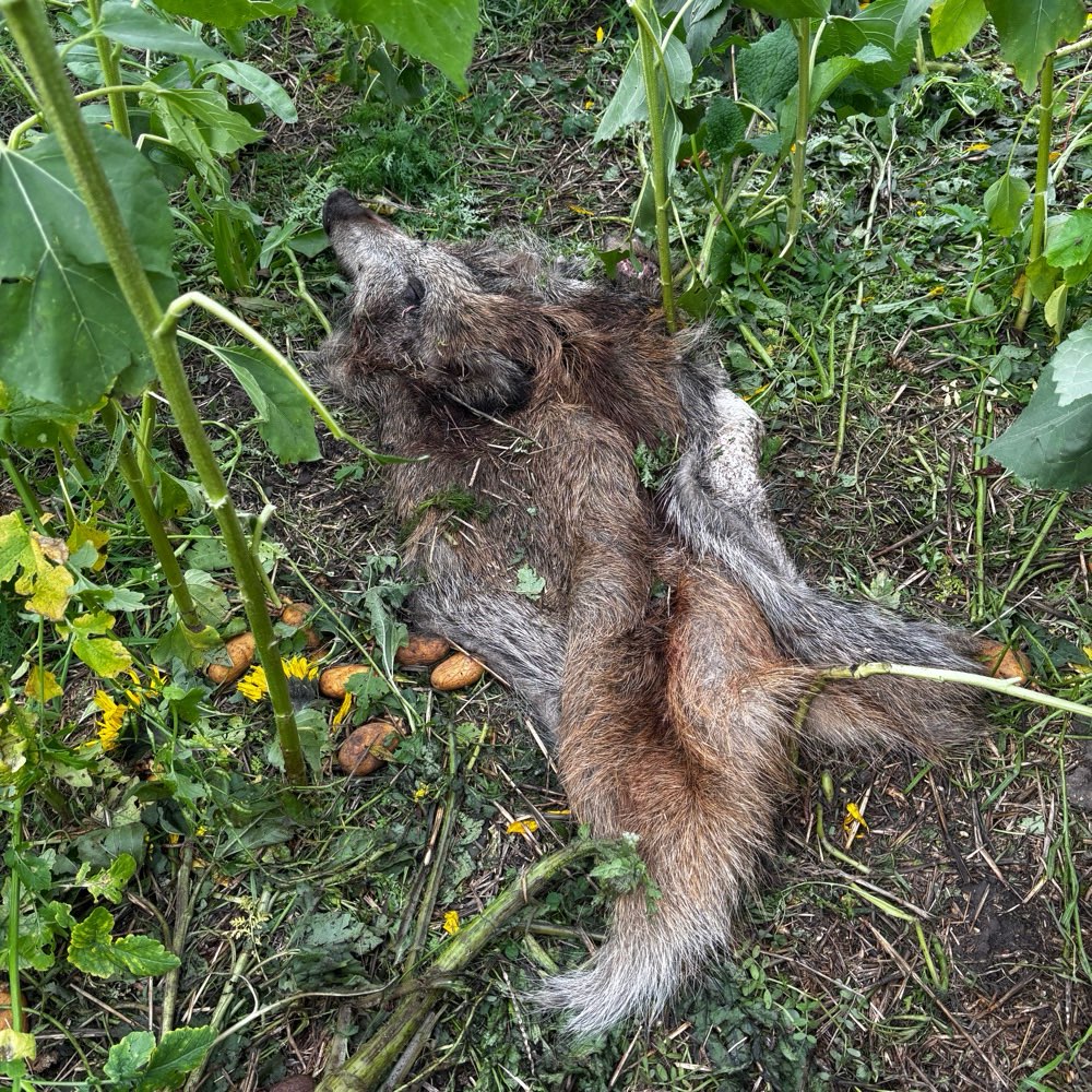 Giftköder-Tierkadaver-Profilbild