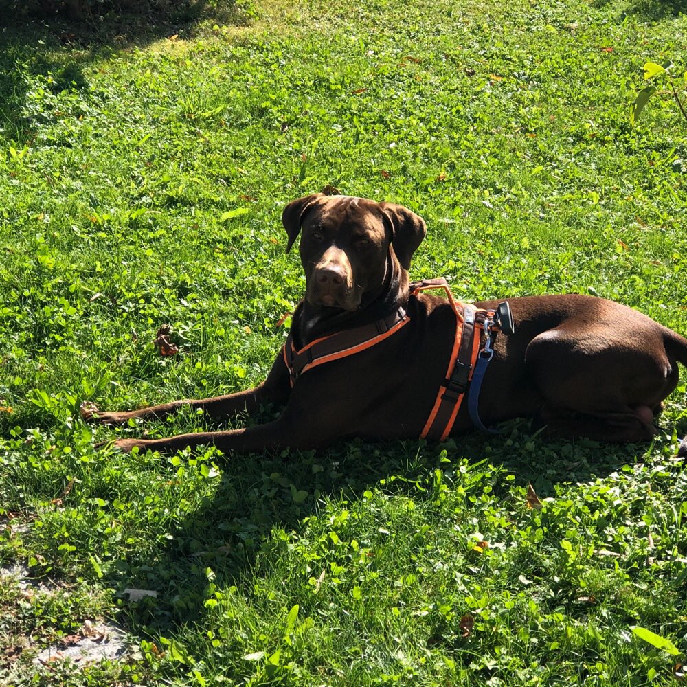 Hundetreffen-Spieltreffen, Spaziergänge-Profilbild