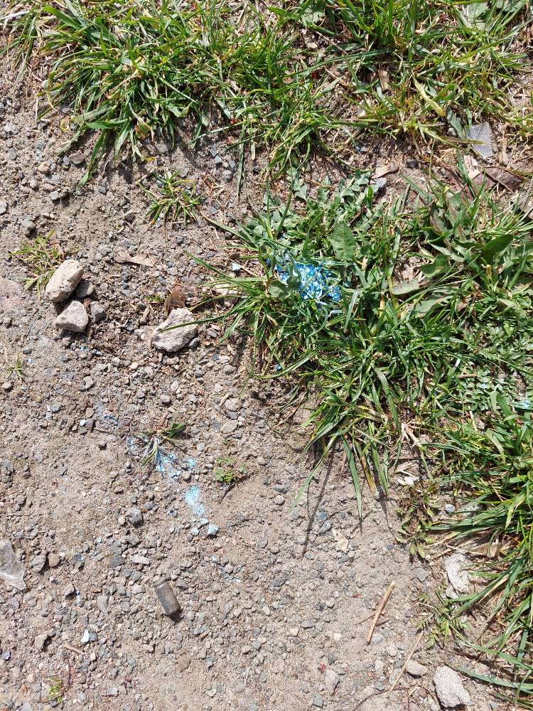 Giftköder-Blaukorn-Profilbild