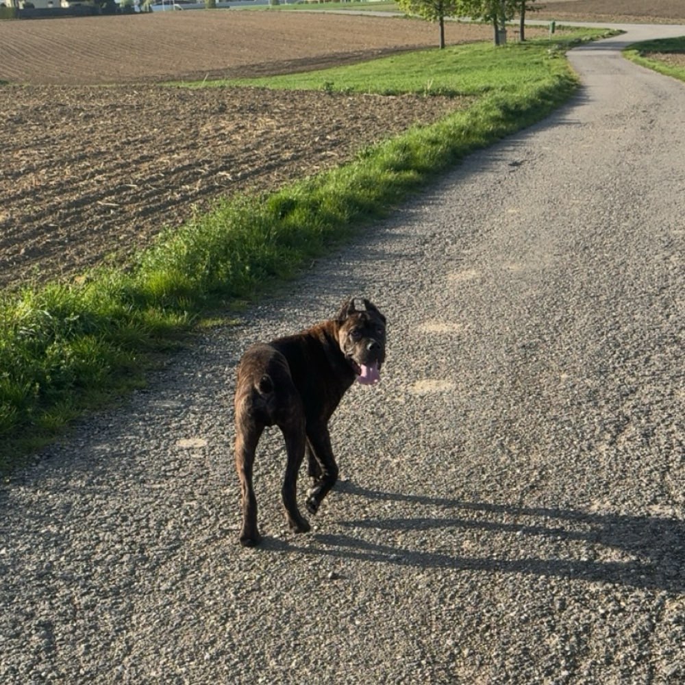 Hundetreffen-Welpen und Junghunde treff-Profilbild