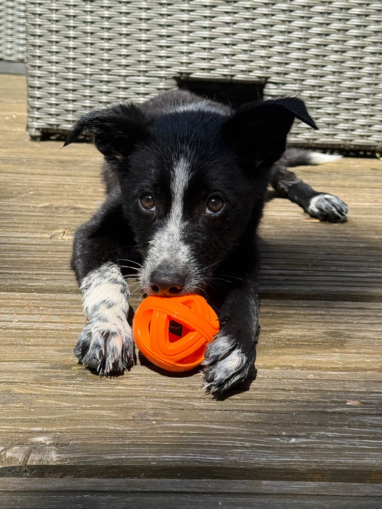 Hundetreffen-Hundebegegnung mit erfahrenem Hund-Profilbild