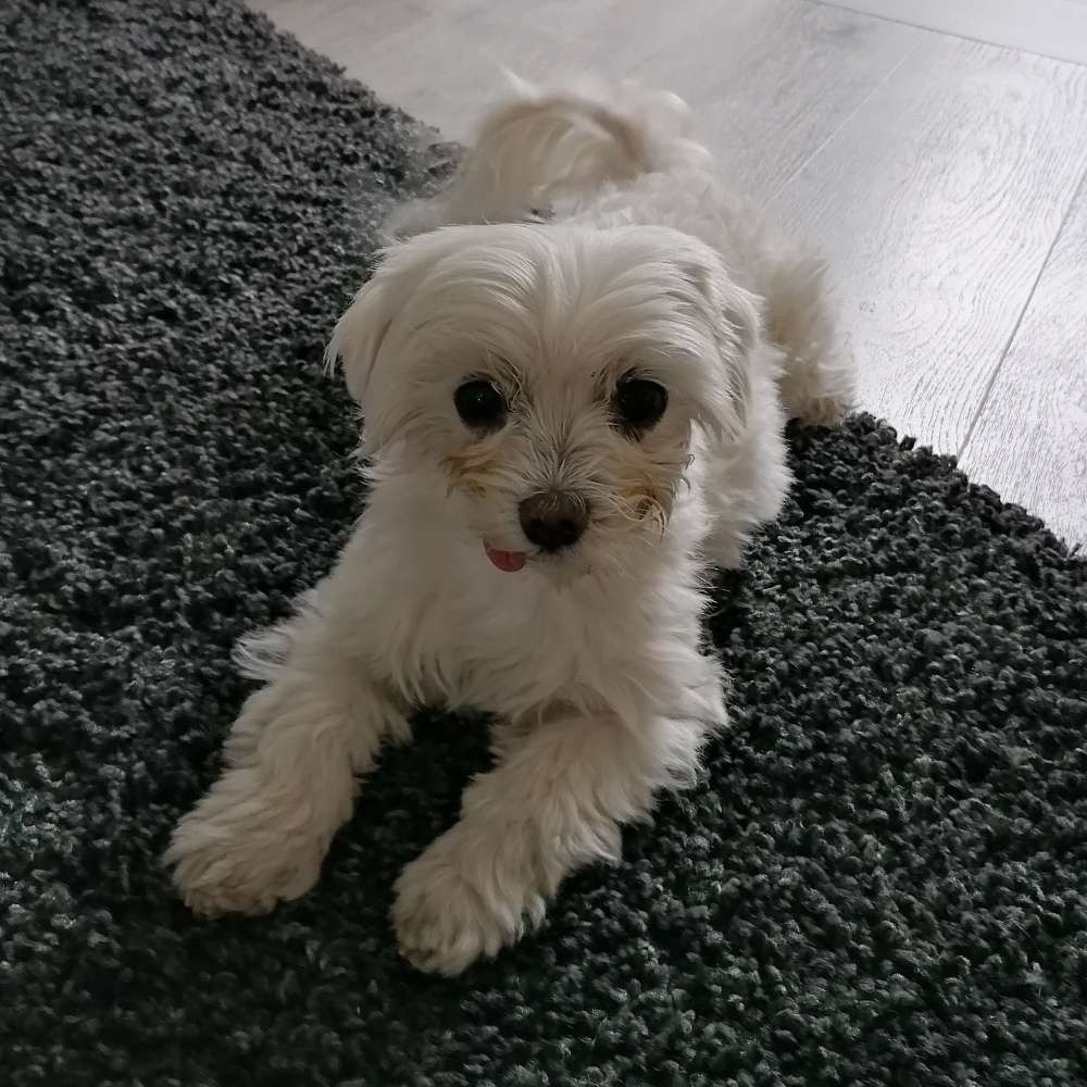 Hundetreffen-Hundefreunde gesucht 🐾-Profilbild