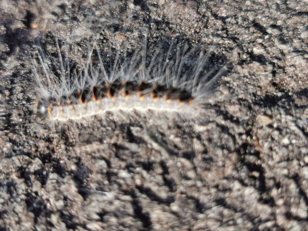 Giftköder-Eichen-Prozessionsspinner-Profilbild